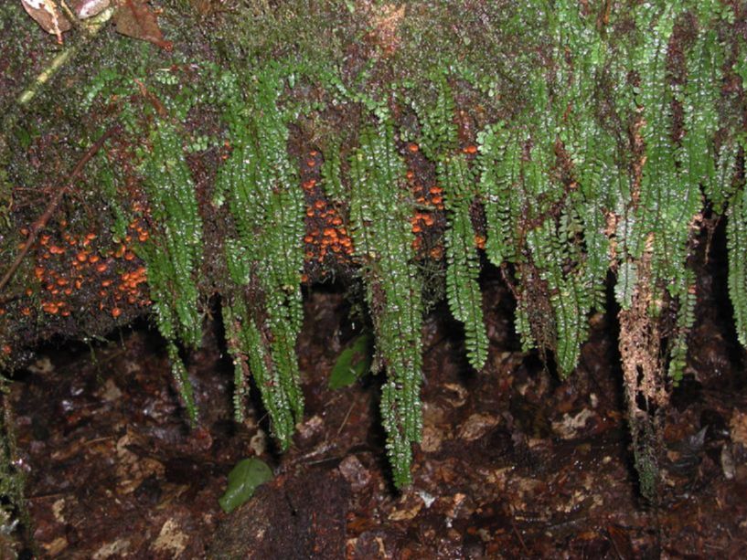 Grammitidaceae Terpsichore senilis